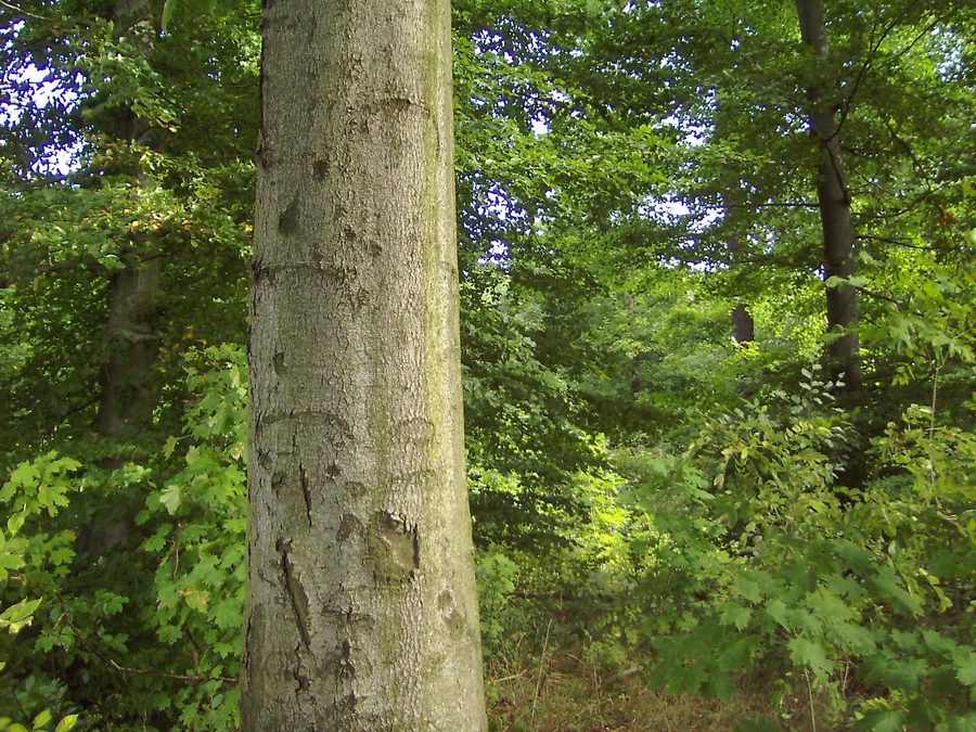 Structurally rich beech forest in the north of the Volkenroder Forest