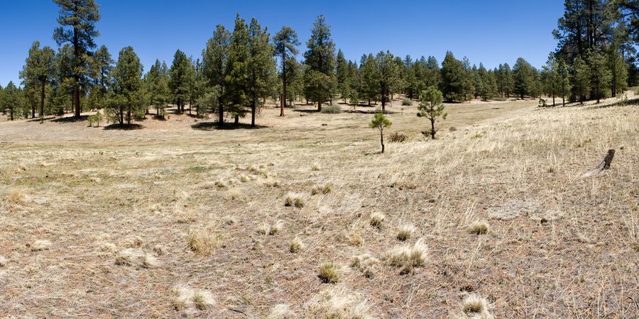 Grassland and ponderosa pine woodland near Ojo Redondo in the Zuni Mountains, Cibola County, New Mexico