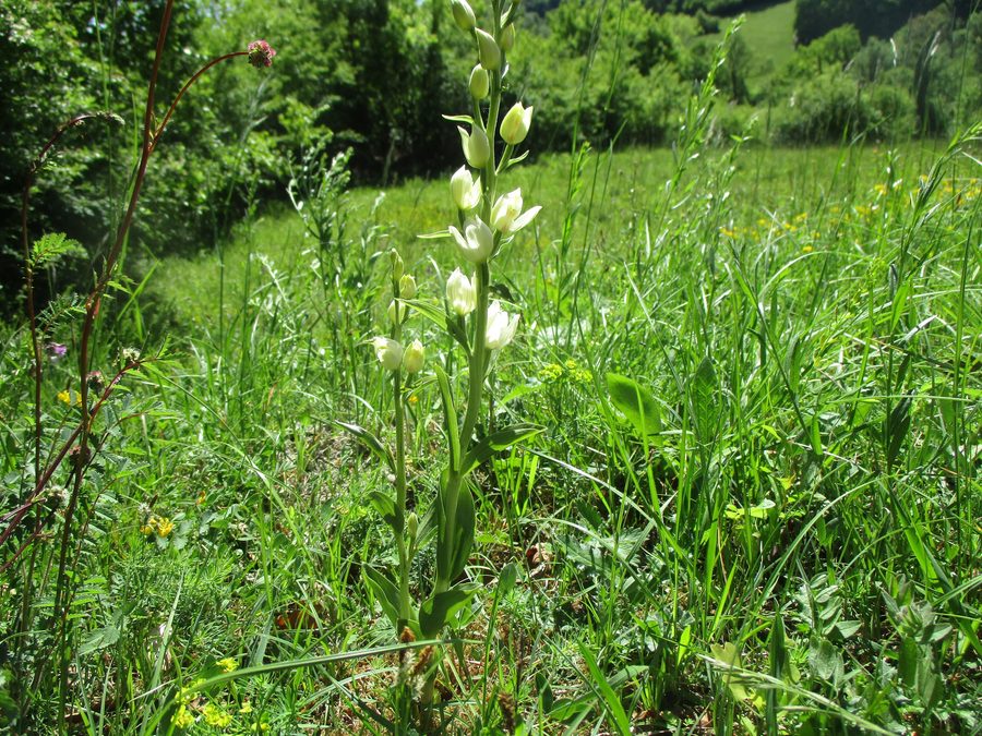 White helleborine on the Gersheim orchid trail in the Southern Bliesgau nature reserve