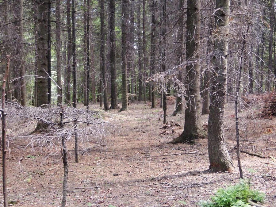 Green hiking trail in Ciężkowice-Rożnów Landscape Park near Piaski Drużków