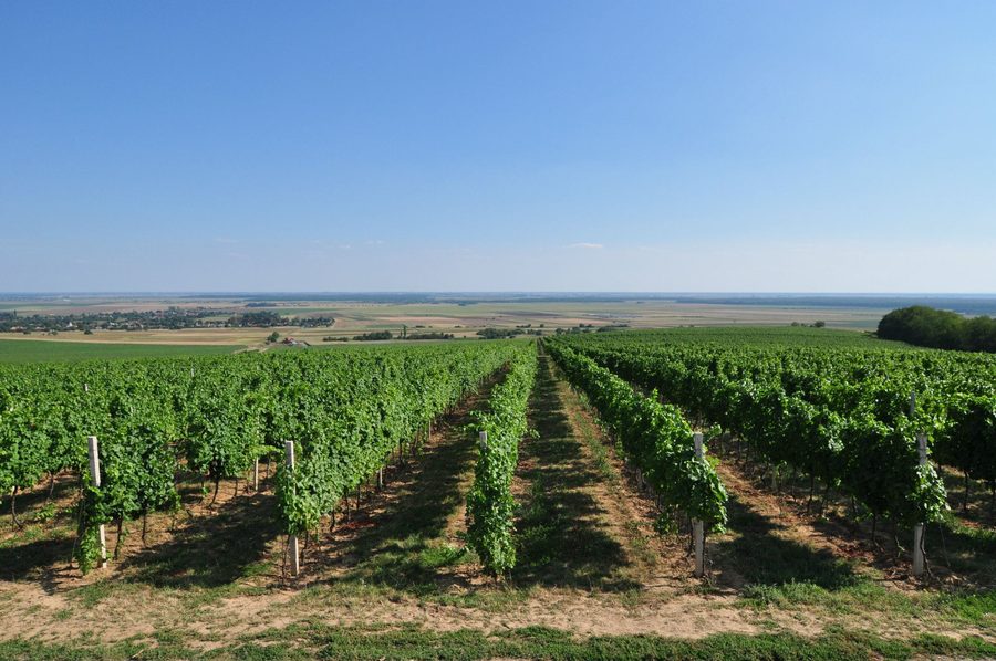 Wine road in Baranja near Zmajevac with a traditional vineyard and cellar landscape