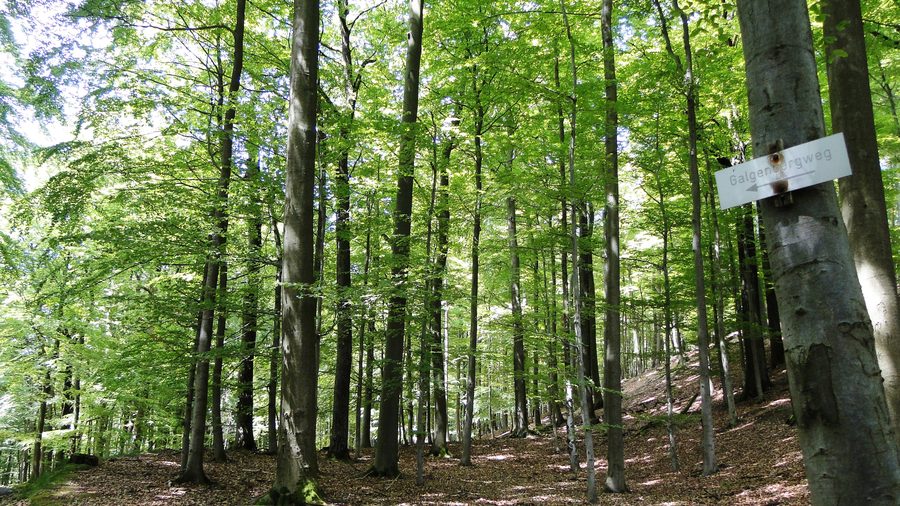 Beech forest on the Burgberg in Bieber, Biebergemünd, with signpost to Galgenberg