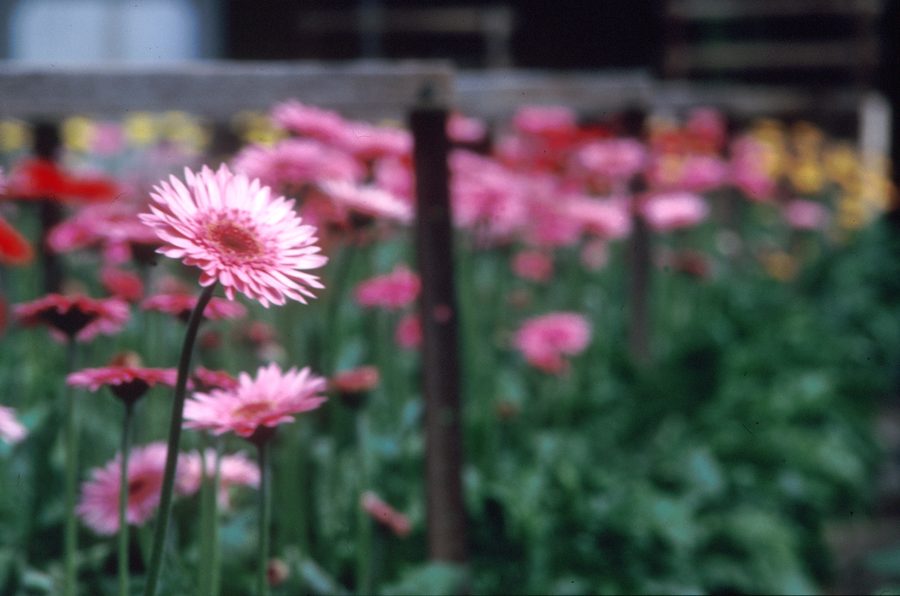 Pink gerbera on a flower farm in Clayton South, Victoria