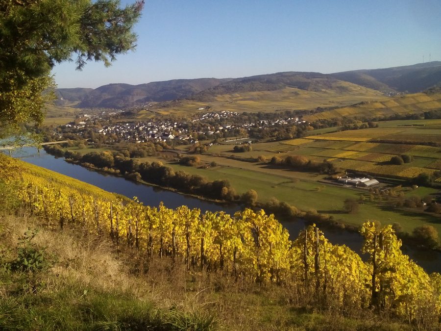 View from Brauneberg of Mülheim on the Moselle in autumn