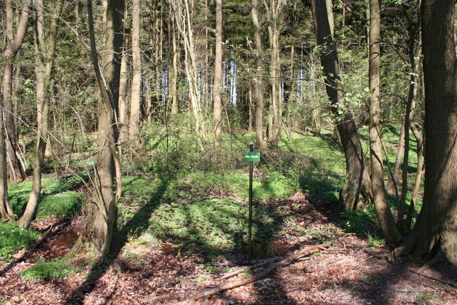 Source of the Bille near Linau