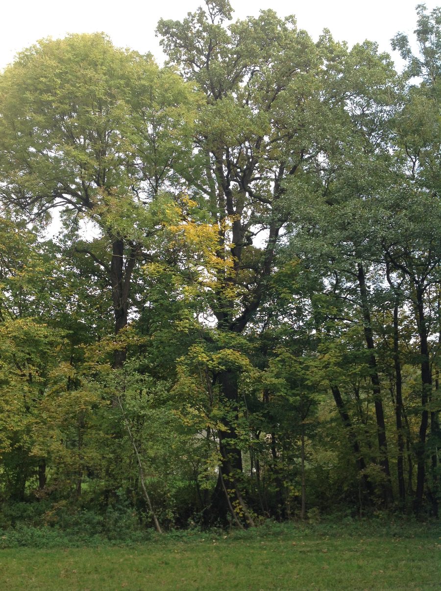 Natural monument pedunculate oak at the Prambach in Pram, Upper Austria