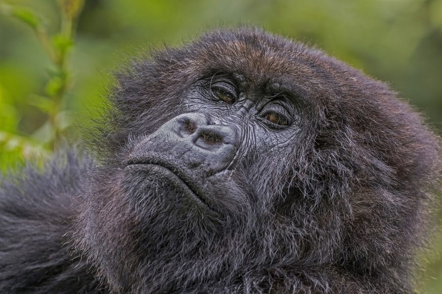 Mountain gorilla in Rwanda