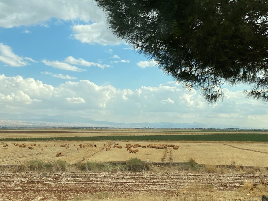 Fields and sheep in the Bekaa Valley