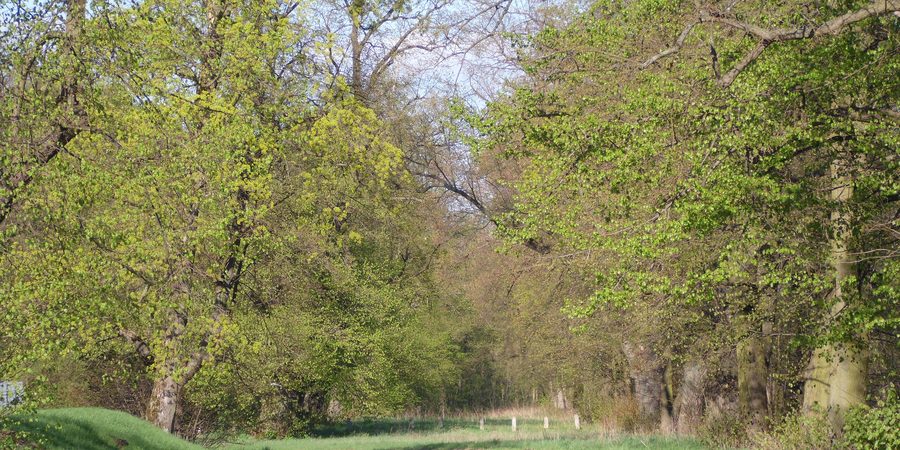 Rydzyna Castle with a historic lime tree avenue