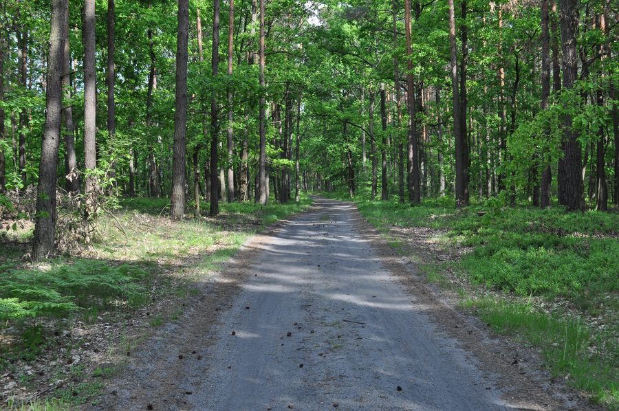 Forest landscape in the Sandomierz Forest near Mielec