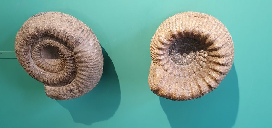 Ammonites from the Urweltmuseum Aalen