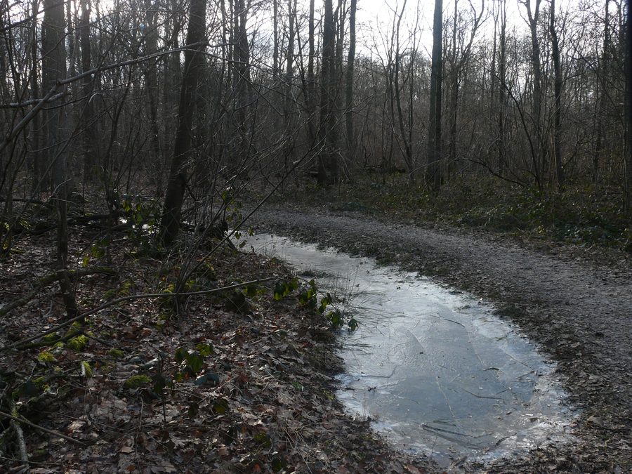 Woodland landscape in the Ulvenhoutse bos near Ulvenhout