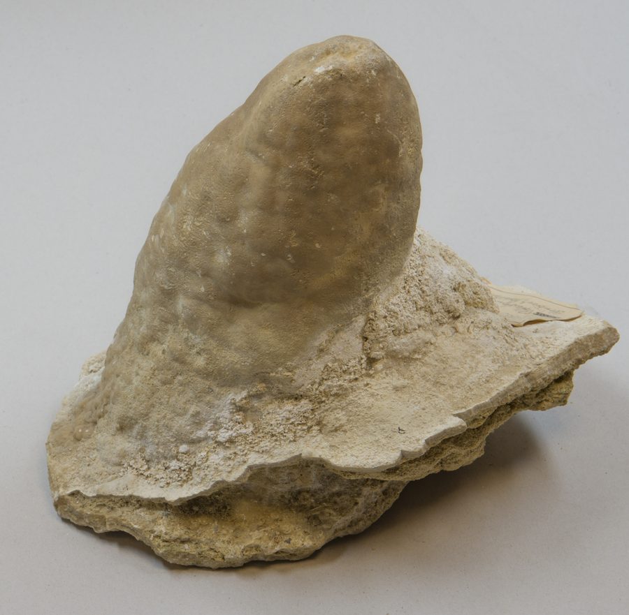 Stalagmite from a limestone quarry near Pottenstein in Franconian Switzerland