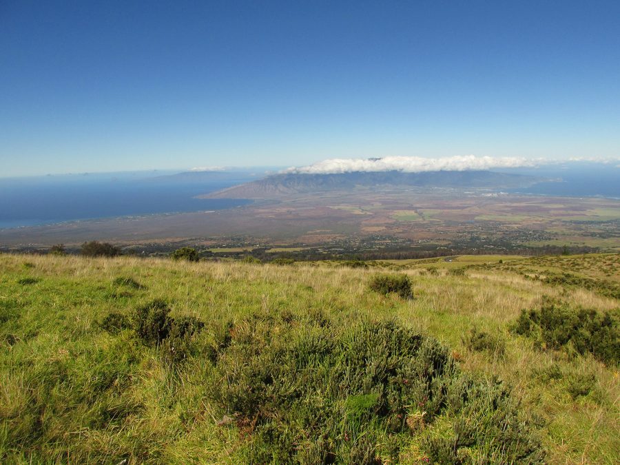 View over the landscape of Upcountry Maui near Kula with eucalyptus trees and the West Maui Mountains