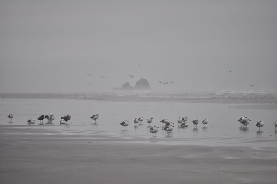 Copalis Rock viewed from Roosevelt Beach on Washington’s Pacific coast, with gulls in the foreground
