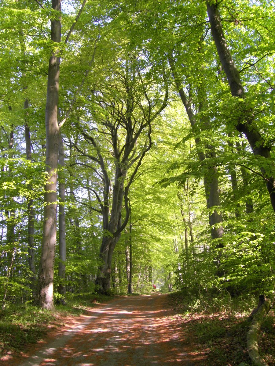 Spring forest near Lake Kellersee in Schleswig-Holstein