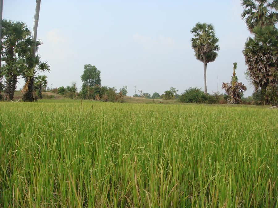 Rice fields in Kampong Thom