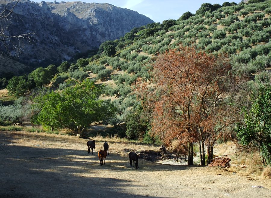 Landscape in Andalusia south of Carcabuey with mountains and olive groves
