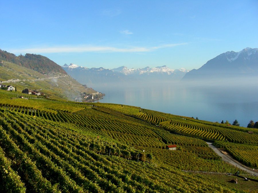 Lavaux vineyards near Cully and Riex above Lake Geneva, with the Alps behind.