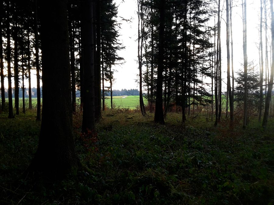 View from the Hauzopf forest area toward Grossmatt in Rudolfstetten-Friedlisberg