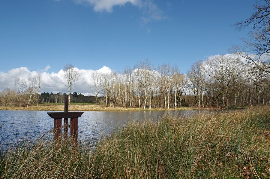 Pond in the Sologne near Chaumont-sur-Tharonne in the Loir-et-Cher department