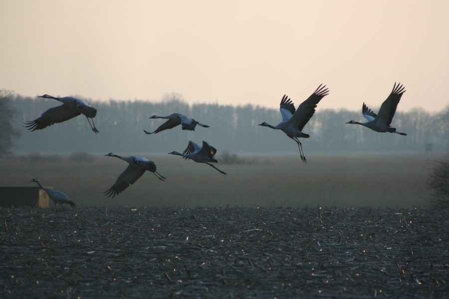 Crane birds taking off from the feeding area at Lake Günzer