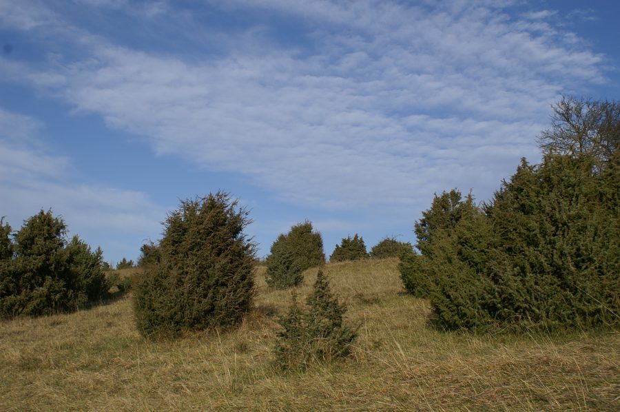 Juniper heathland in the Mönchsteig nature reserve near Aichen