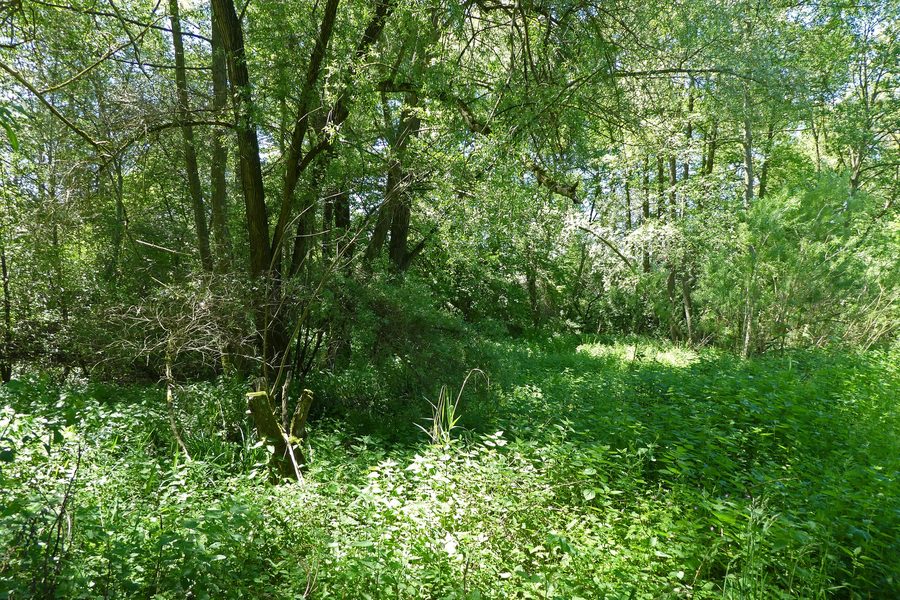 Wetland in the Im Heimbühl area of Oberboihingen