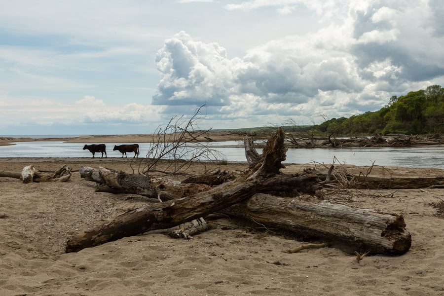 Coastal landscape in the Iğneada floodplain landscape with fallen trees and cows on the bank of a waterway leading to the Black Sea