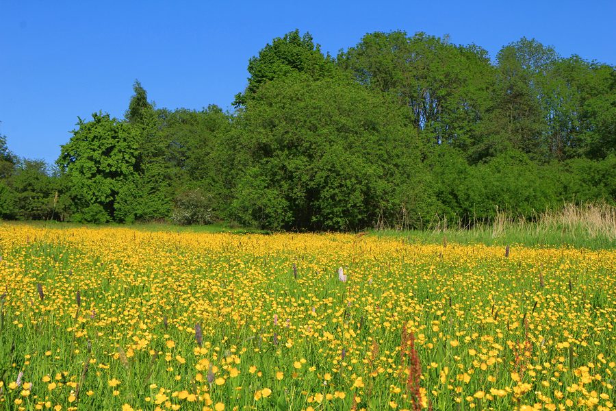 Landscape in the Babinské louky nature reserve near Malečov