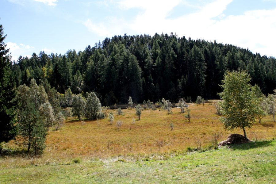 Langes Moos biotope near Altrei with a marshy area