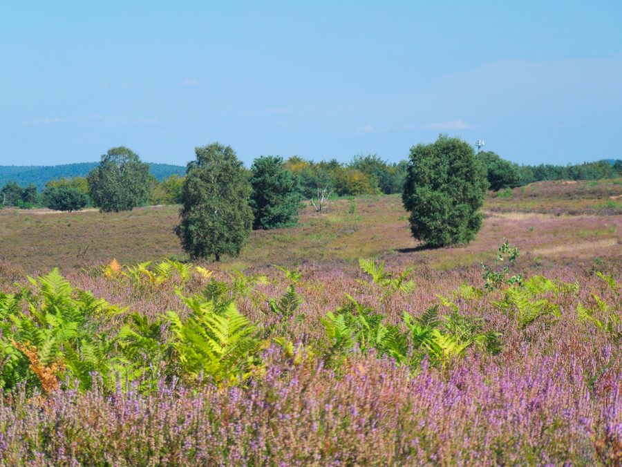 Blooming landscape in the Mehlinger Heide in Rhineland-Palatinate