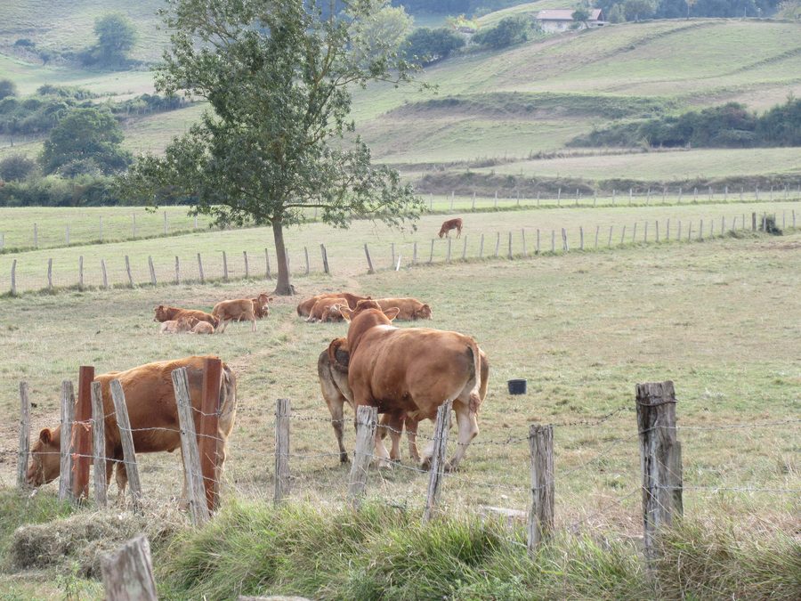 Cattle grazing in a pasture in Amurrio, Álava