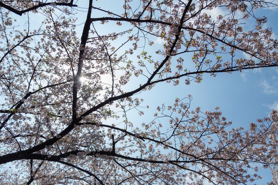 Ueno Park in Tokyo