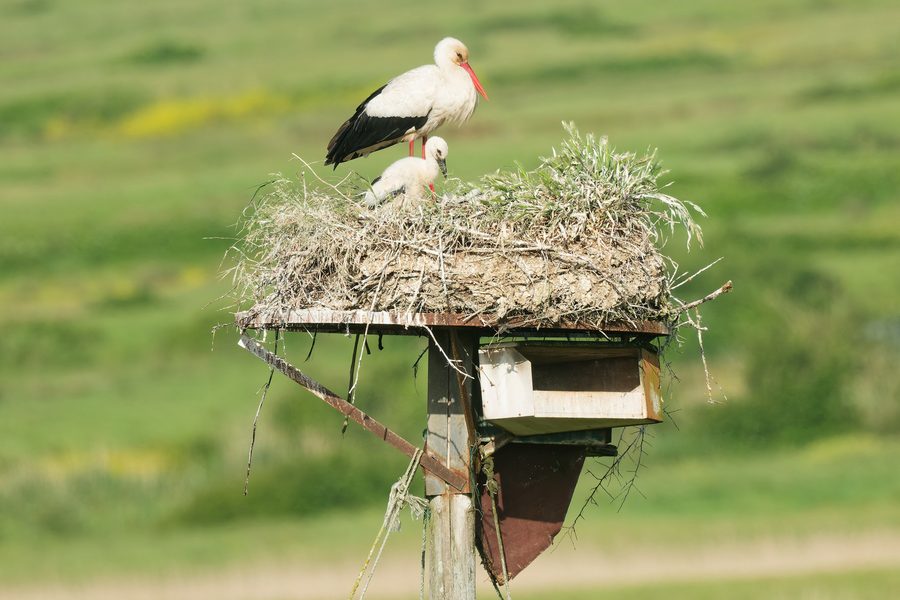 White stork in the Brouage marshes in Charente-Maritime, France