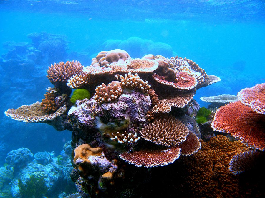 Coral formation at Flynn Reef, part of the Great Barrier Reef near Cairns