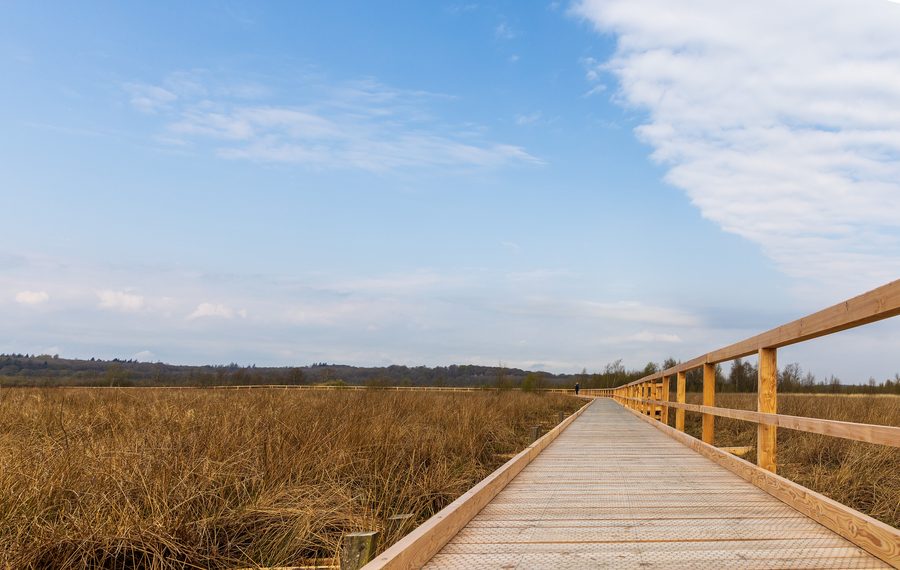 Circular trail in the Wild Moor nature reserve near Schwabstedt