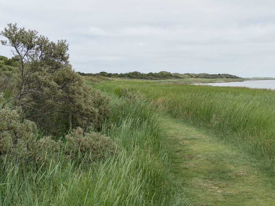 Nature and bird reserve Het Oerd in the east of Ameland
