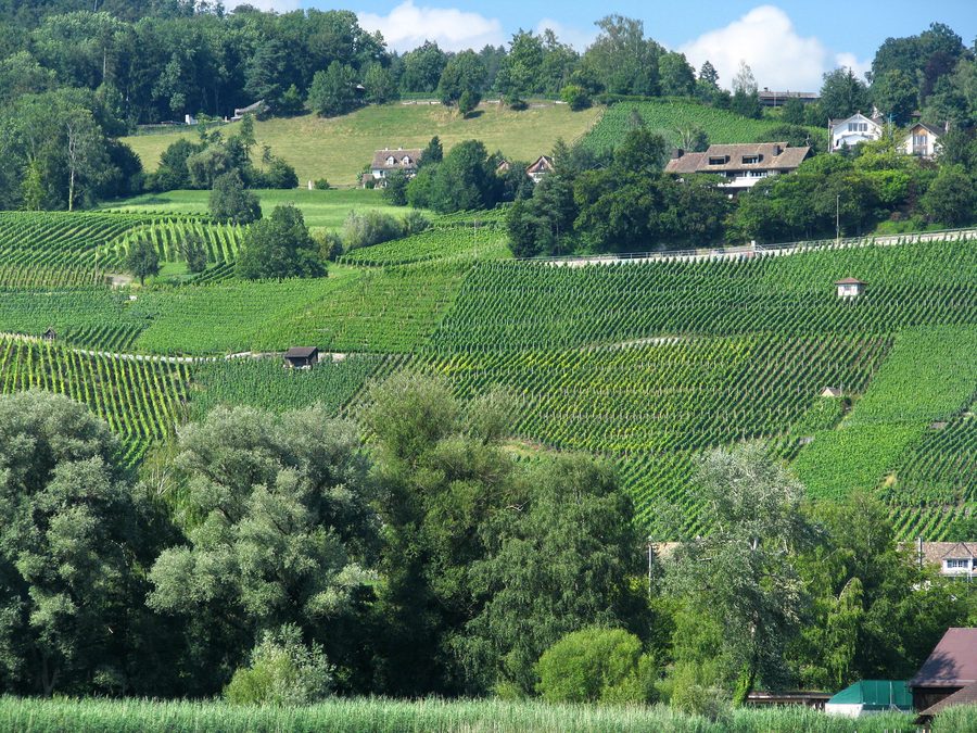 Shore of Lake Zurich near Männedorf with vineyards and the Pfannenstiel in the background