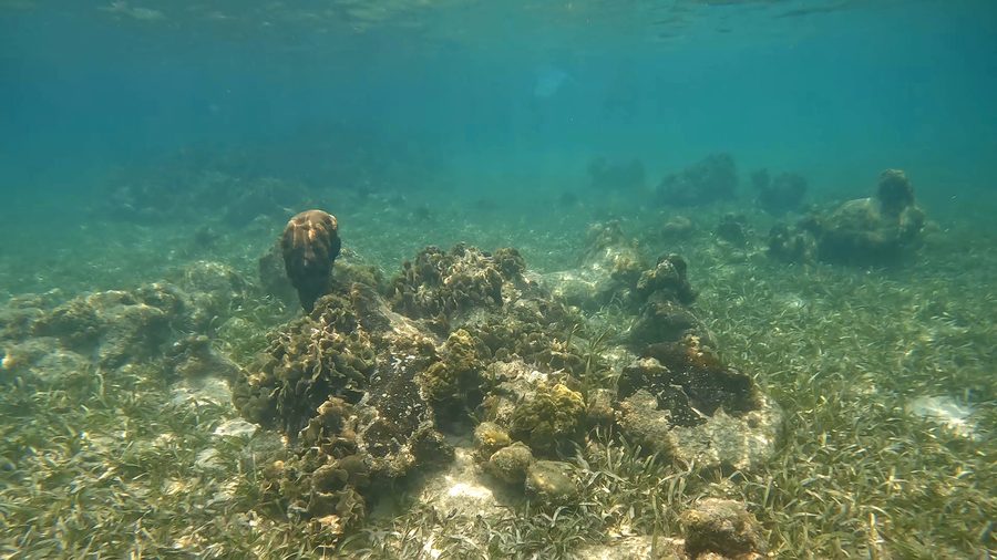 Corals near Roatán