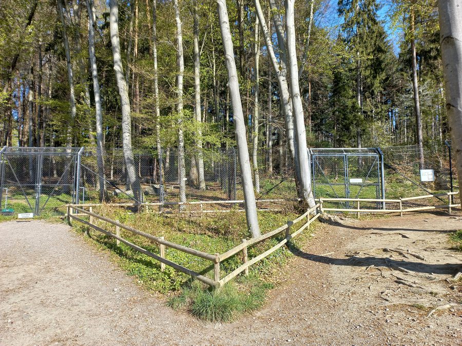 Wolf in the Feldkirch Wildlife Park in Vorarlberg