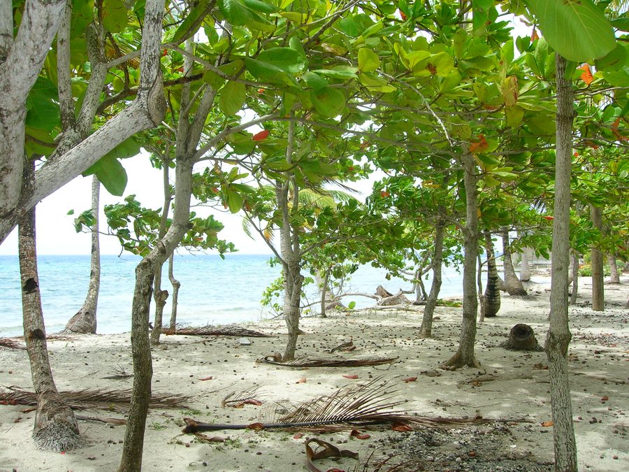 Beach on the island of Utila in Honduras