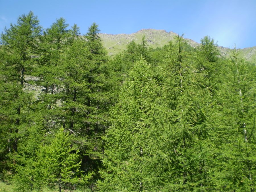 Mountain landscape with trees in Valle Germanasca near Bout du Col close to Prali