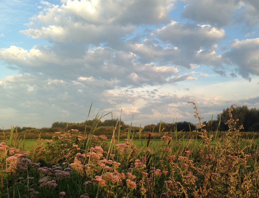 Morning atmosphere in the Drömling Nature Park near the former Kunrau-Oebisfelde railway line