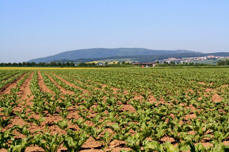 View of the Donnersberg in the Palatinate from the northeast