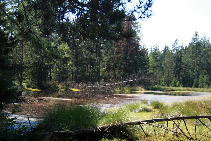 Small lake in the Červené blato nature park in South Bohemia