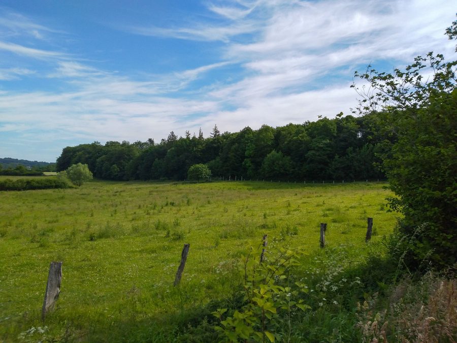 Woodland in the Schierenskroog FFH subarea of the Hüttener Berge