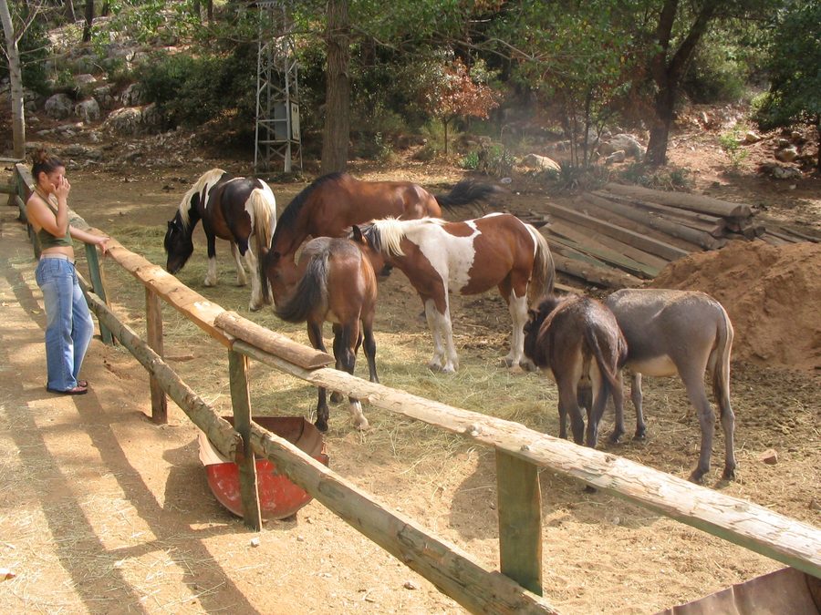 Lovrečina Bay on the island of Brač with a horse farm