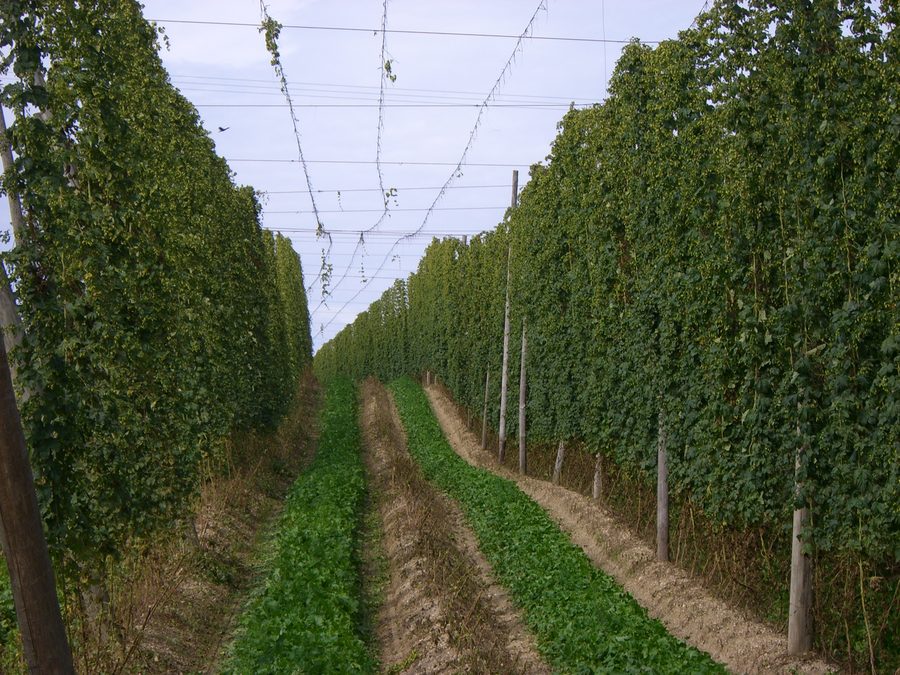 Hop garden in the Hallertau during harvest time
