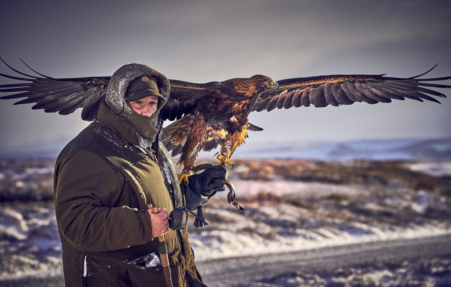 English falconer Roy Lupton hawking with a golden eagle in the Angus Glens, Scotland